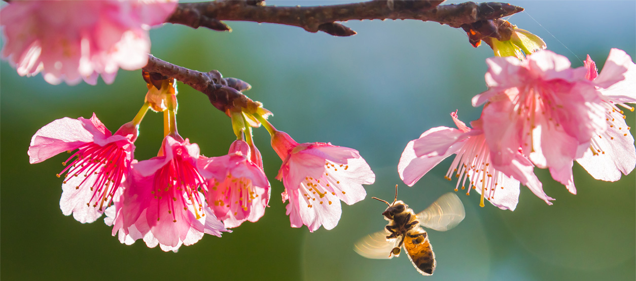 Honeybee Natural Flowers